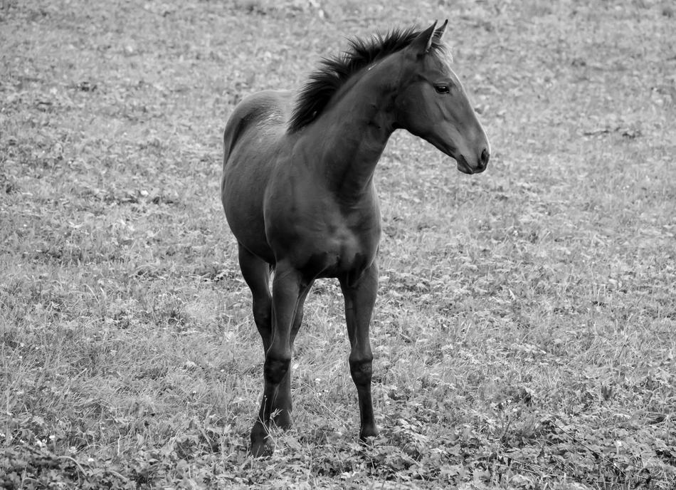 Horse Brown Black