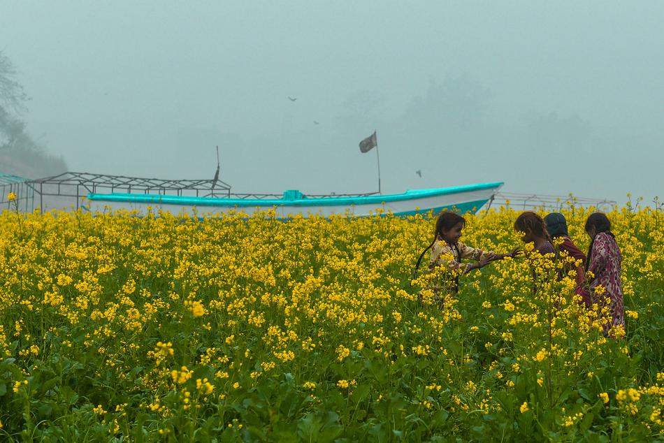 yellow field near River Ravi