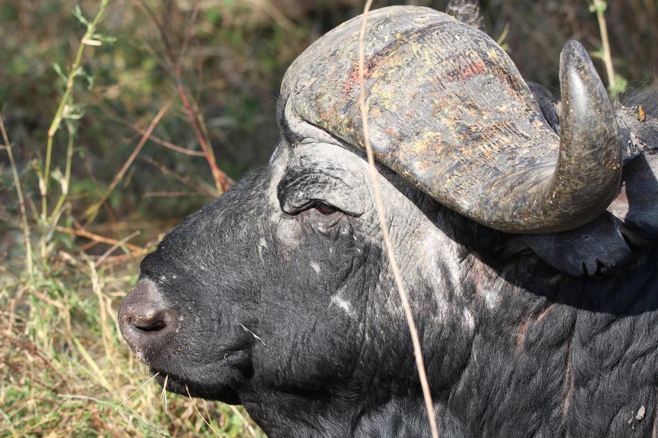 Buffalo Old Wild