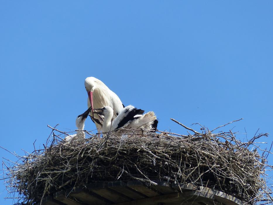 Stork Nest Couple