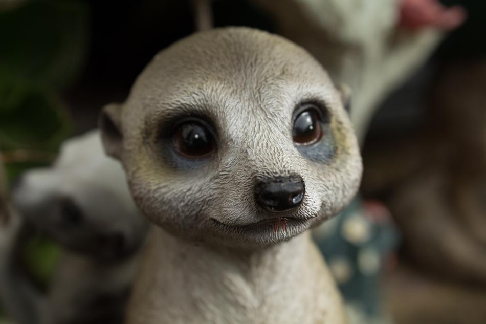 Meerkat Cute Rodent