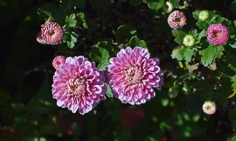 Fall Pink-Purple Mums