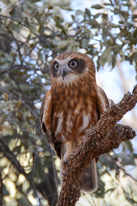 Boobook Mopoke Owl