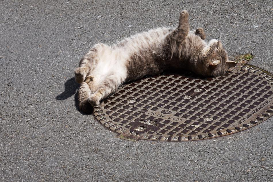Cat Feline on road