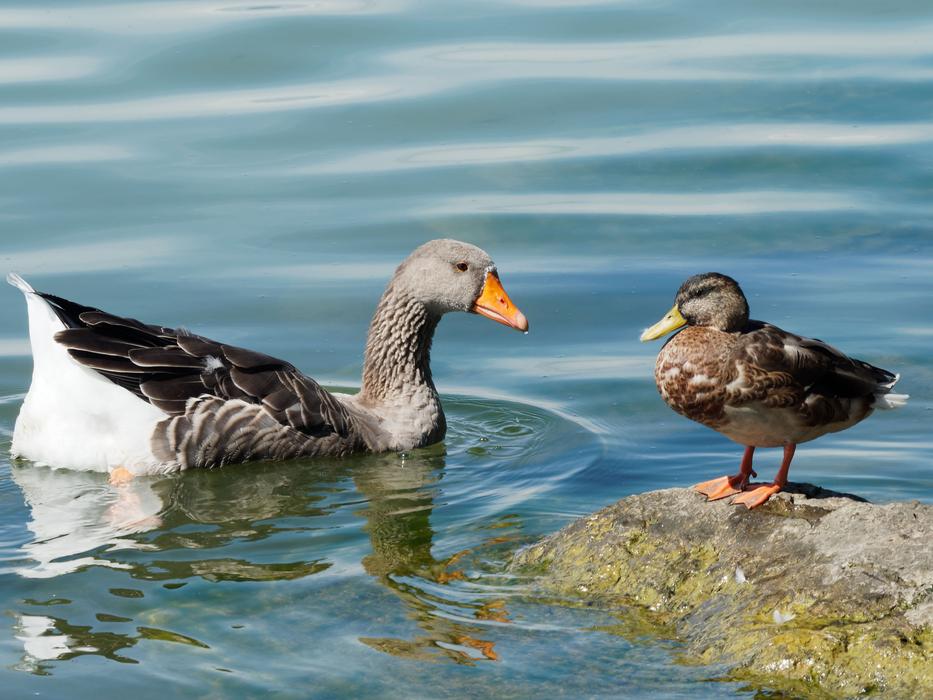Barnacle Geese Duck