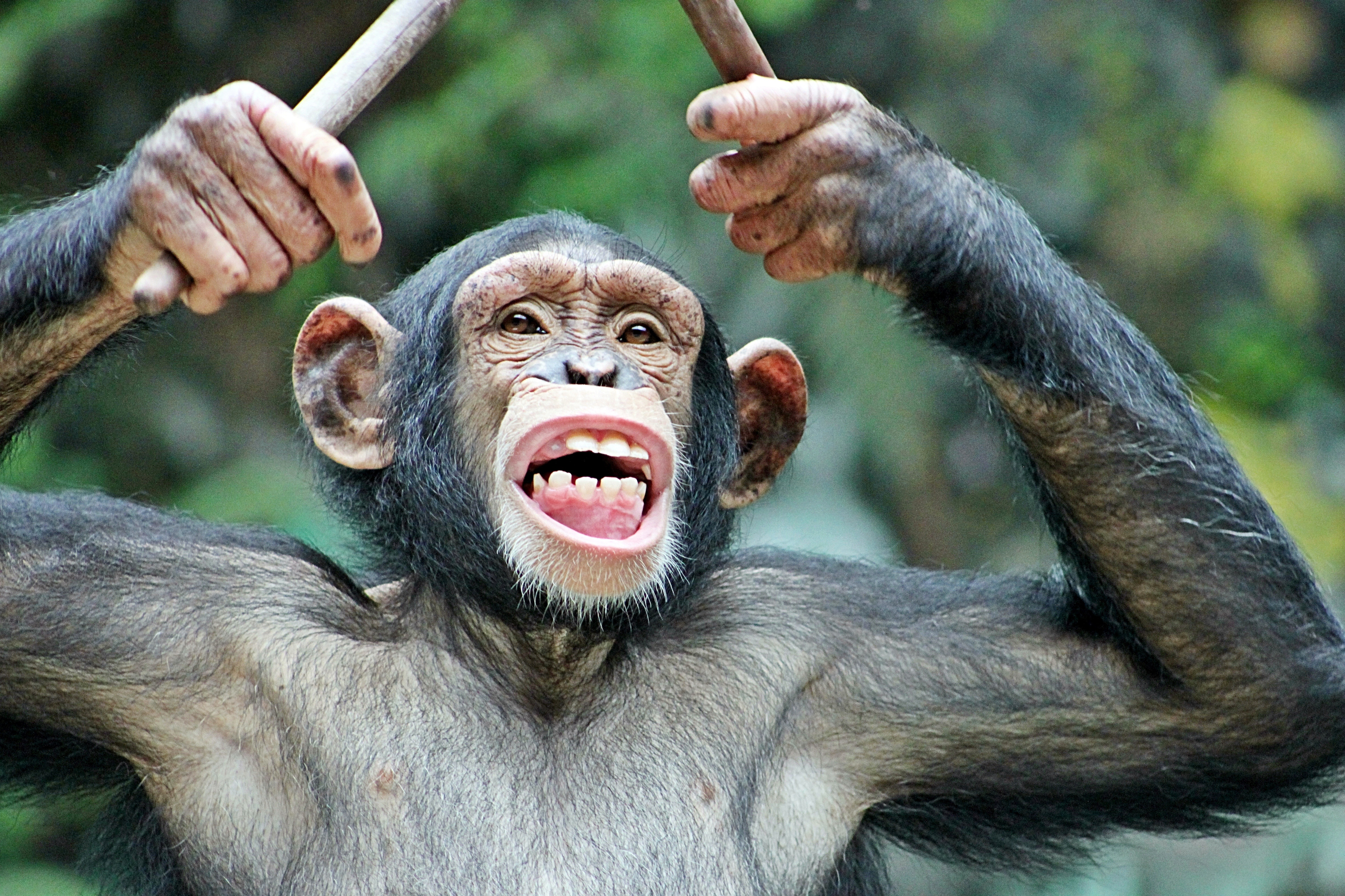 Забавный шимпанзе как правильно. Обезьяна. Смешные обезьянки. Обезьяна с поднятыми руками. Веселый шимпанзе.