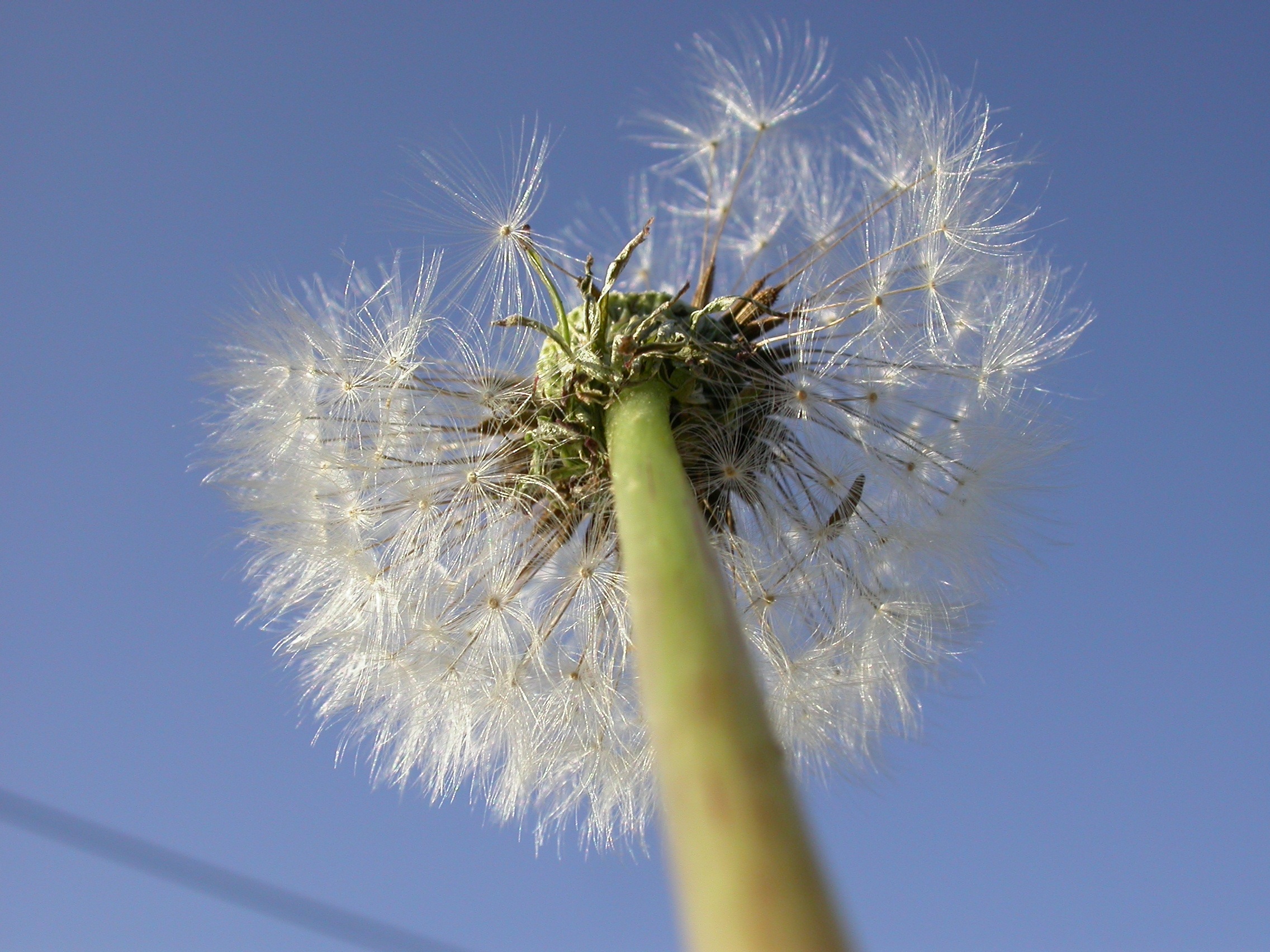 Dandelion Seeds Close Up Free Image Download 6481130