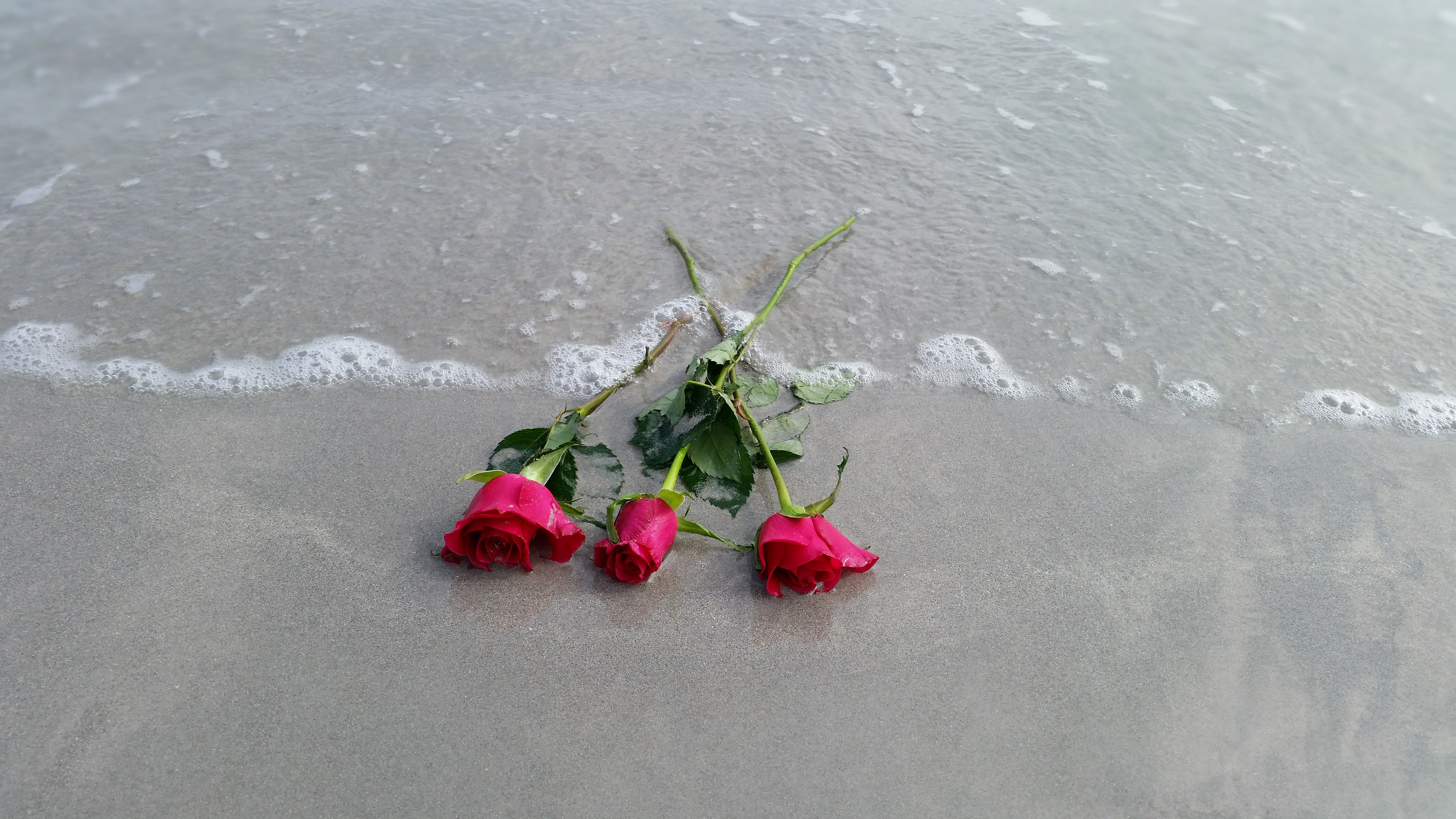 Розы на пляже