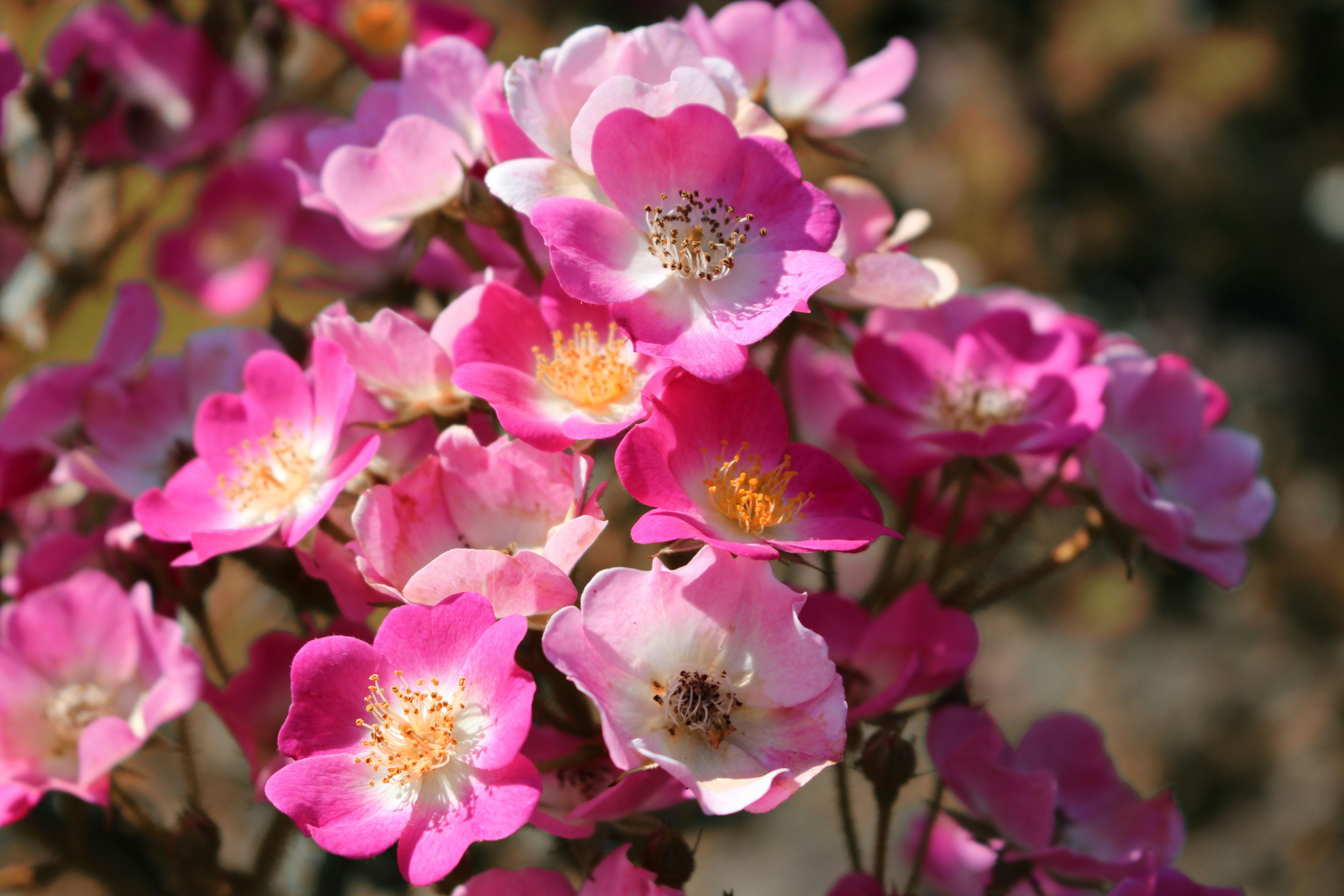 Roses Rose Flowers free image download