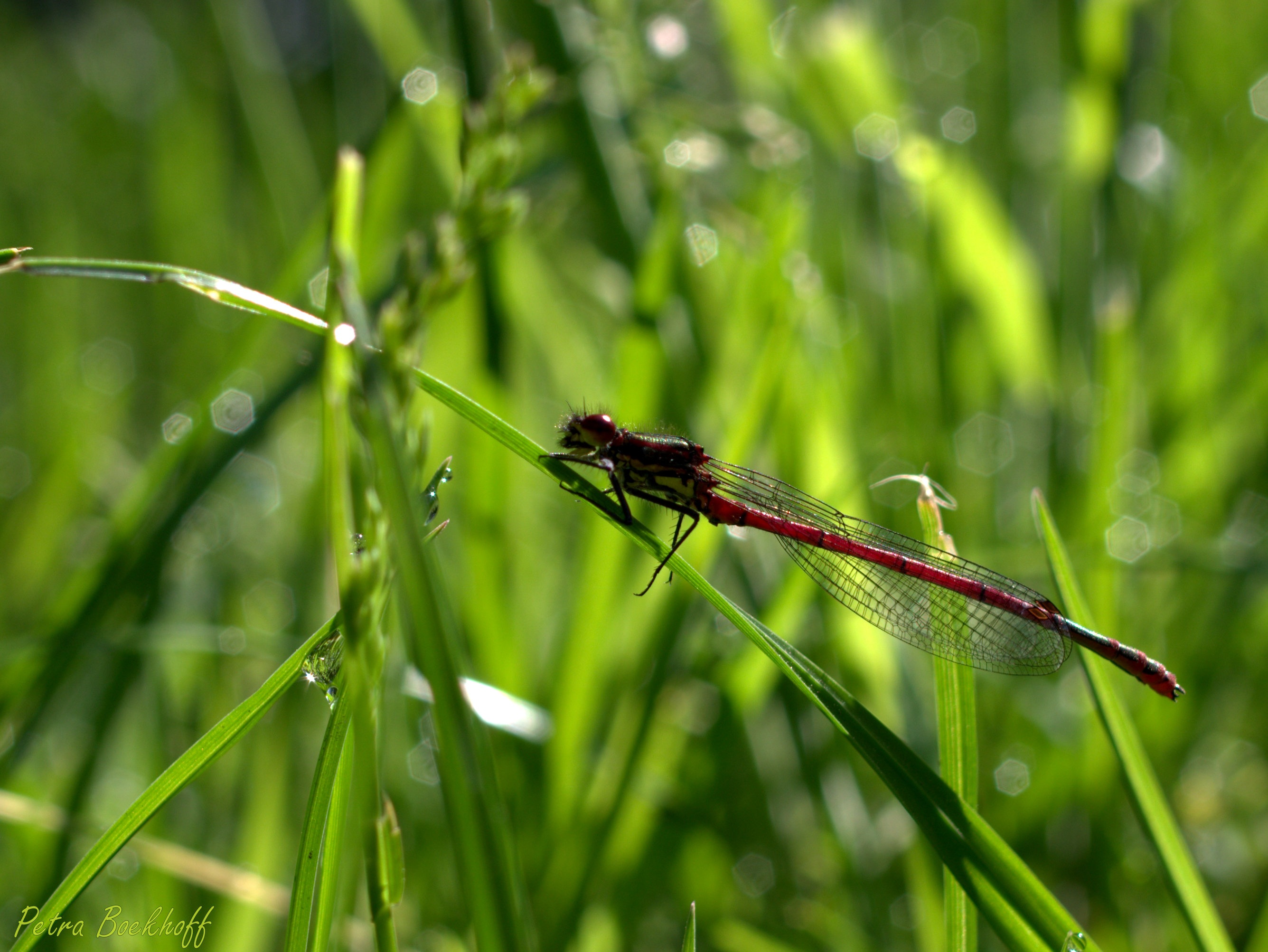 Dragonfly Grass Insect free image download