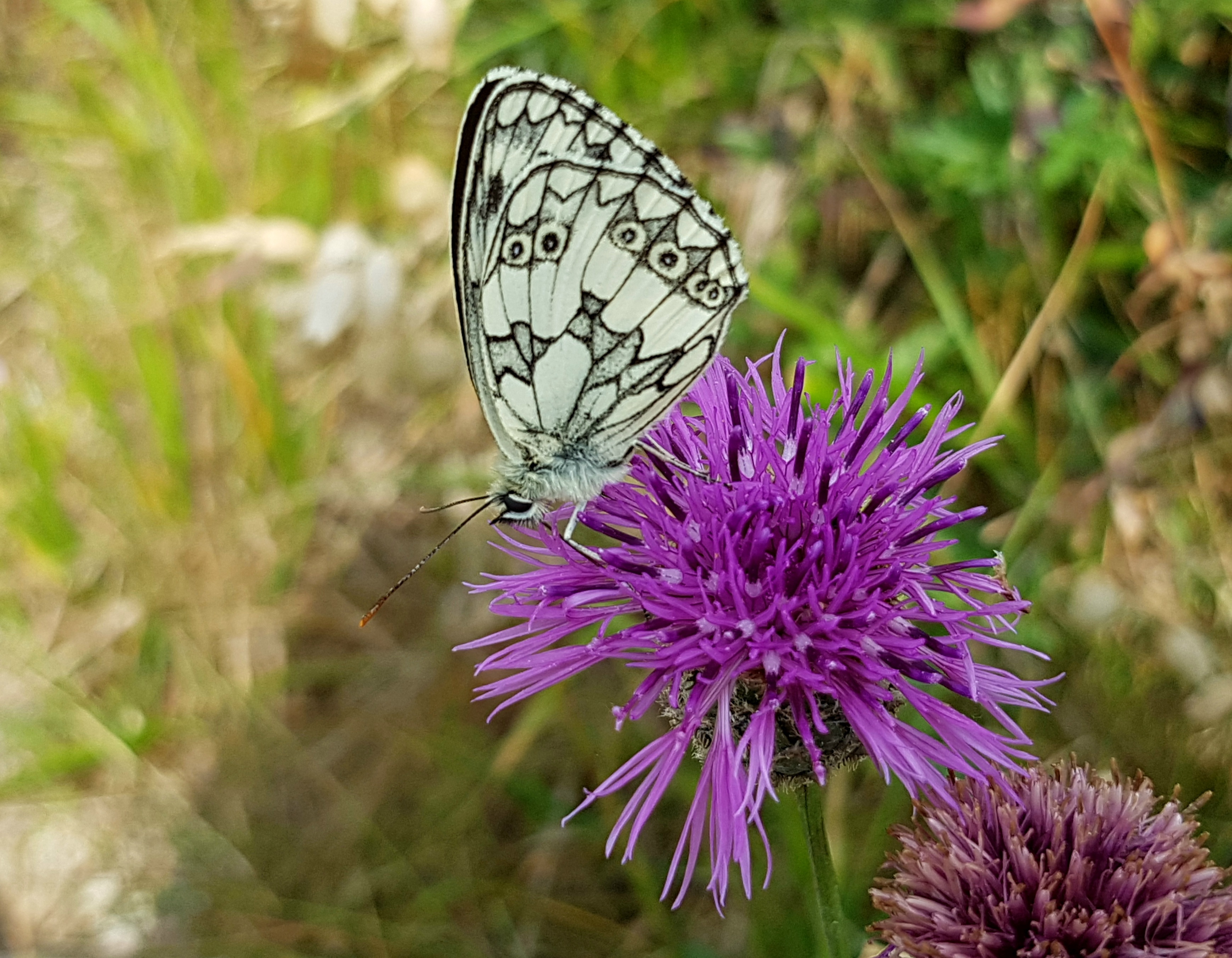 Butterfly Checkered free image download