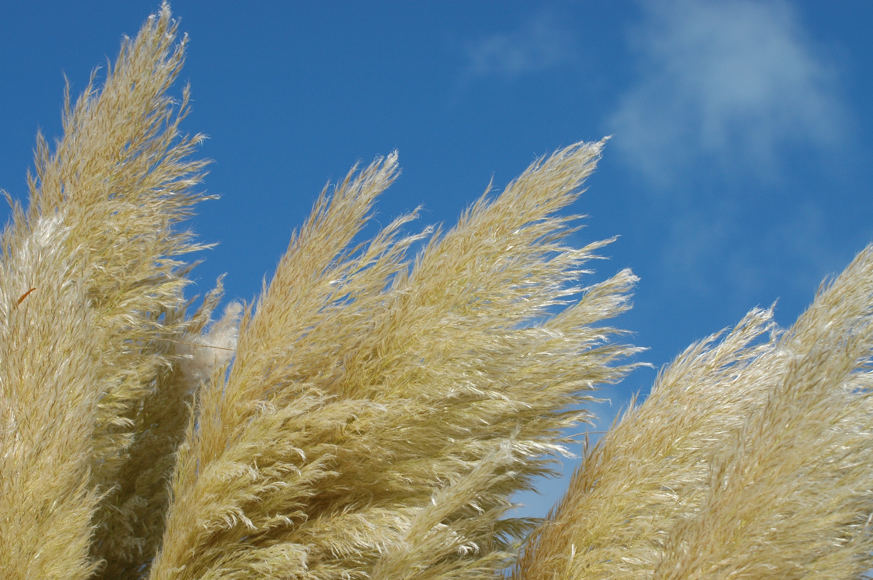 Reed Summer Nature free image download