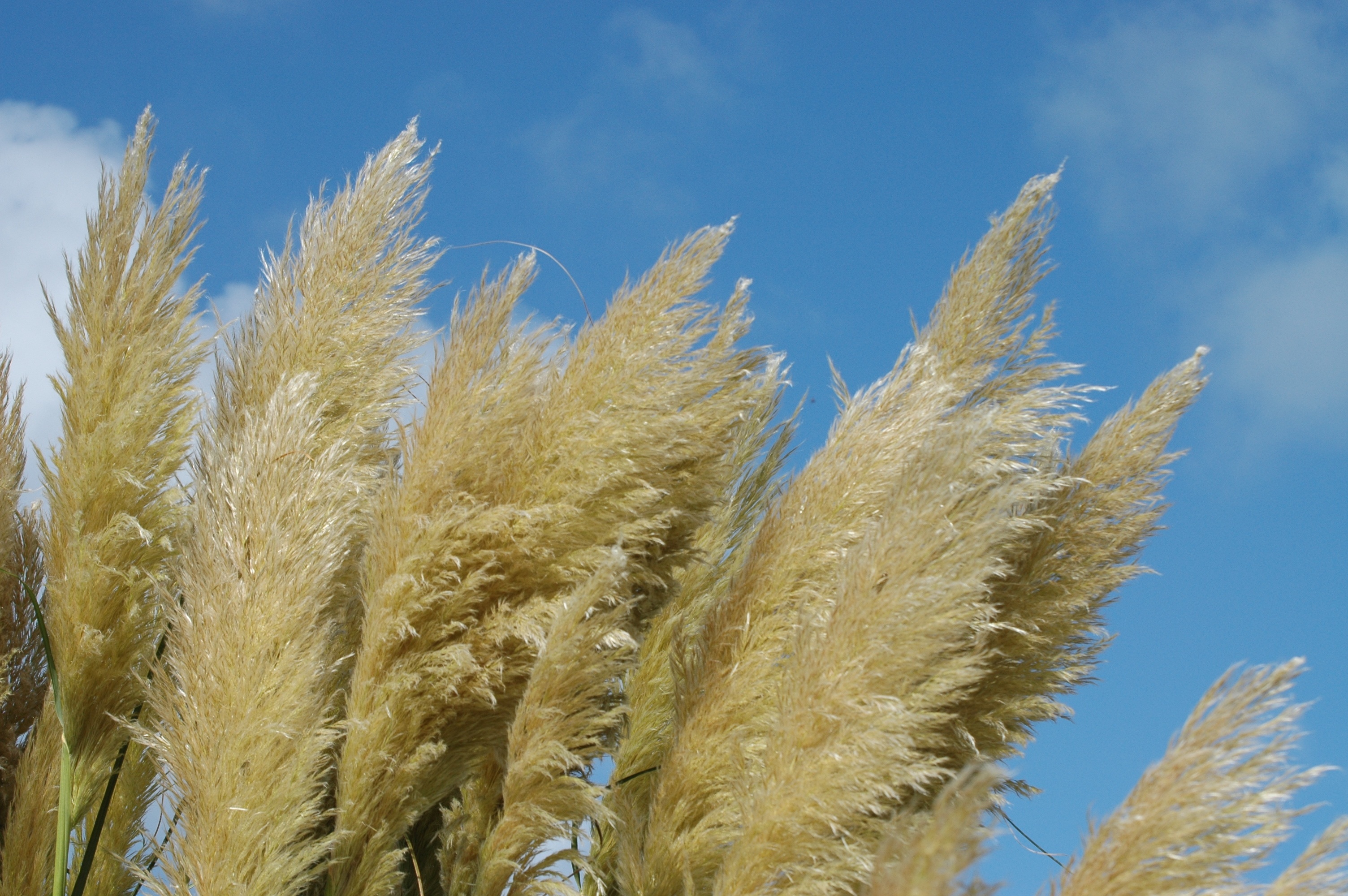 Reed Wind Nature free image download