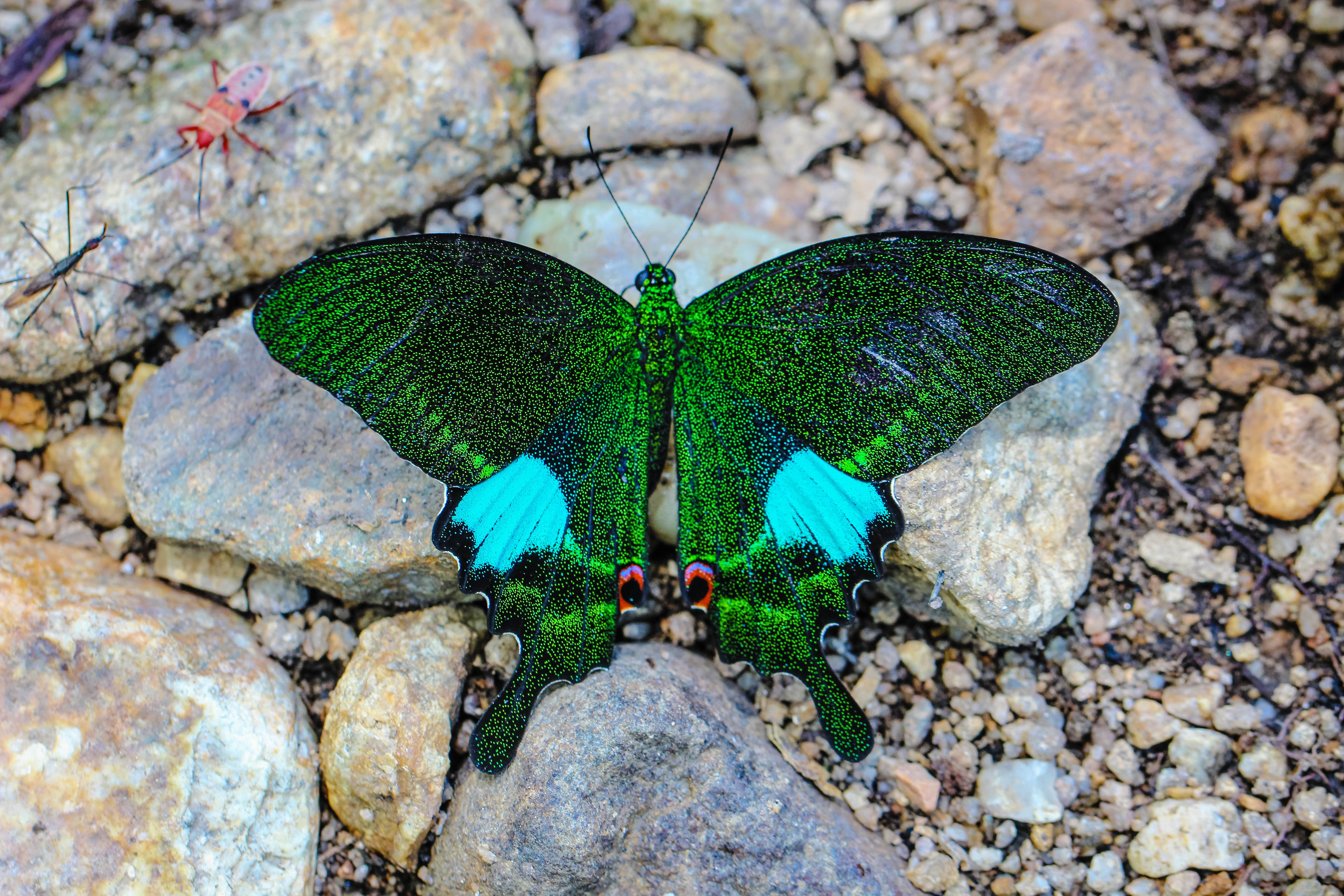 Butterfly emerald. Палинурус бабочка. Зеленая бабочка. Зеленый мотылек. Изумрудная бабочка.