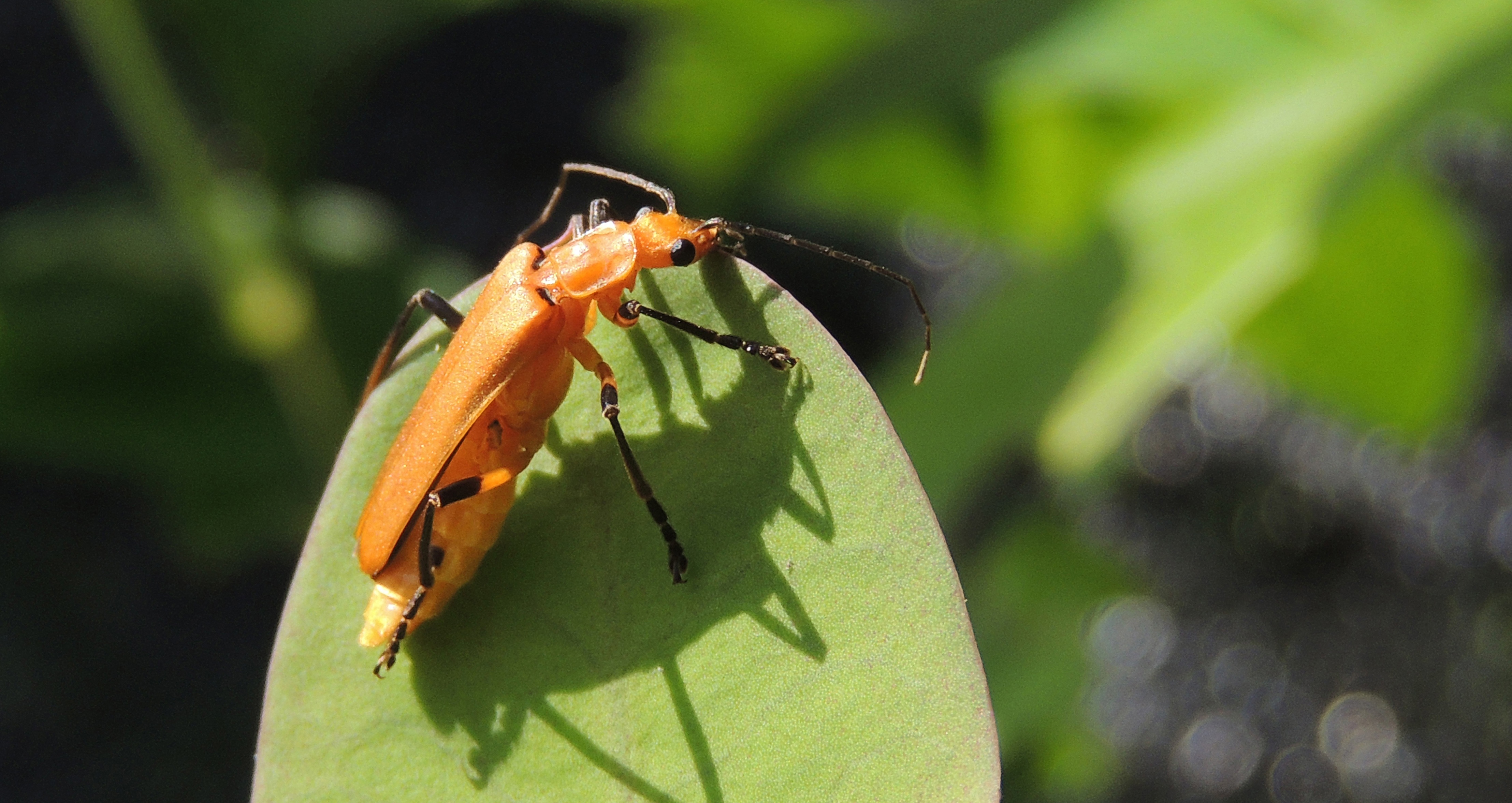 Macro view of orange Insect in Nature free image download