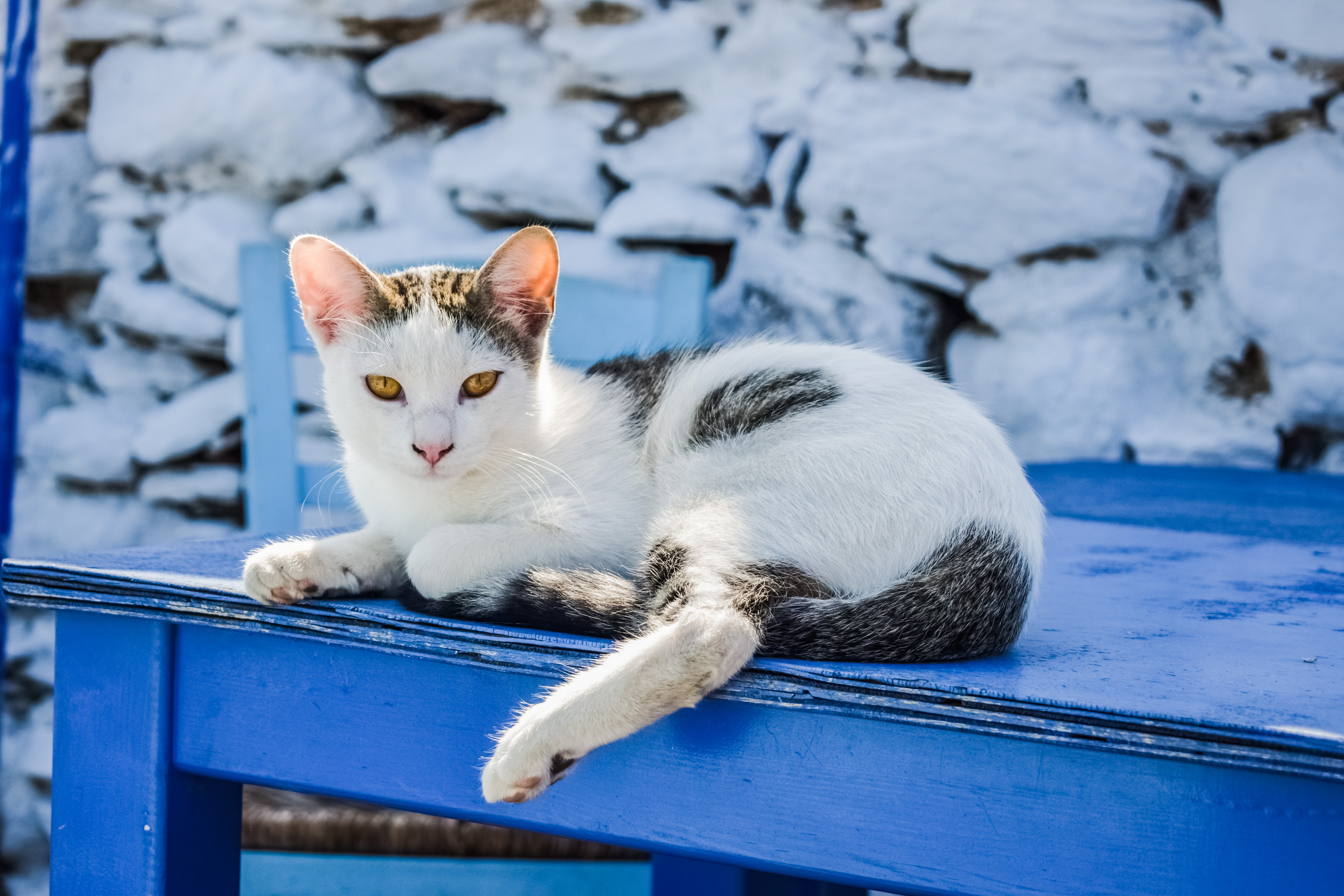 Греческие коты