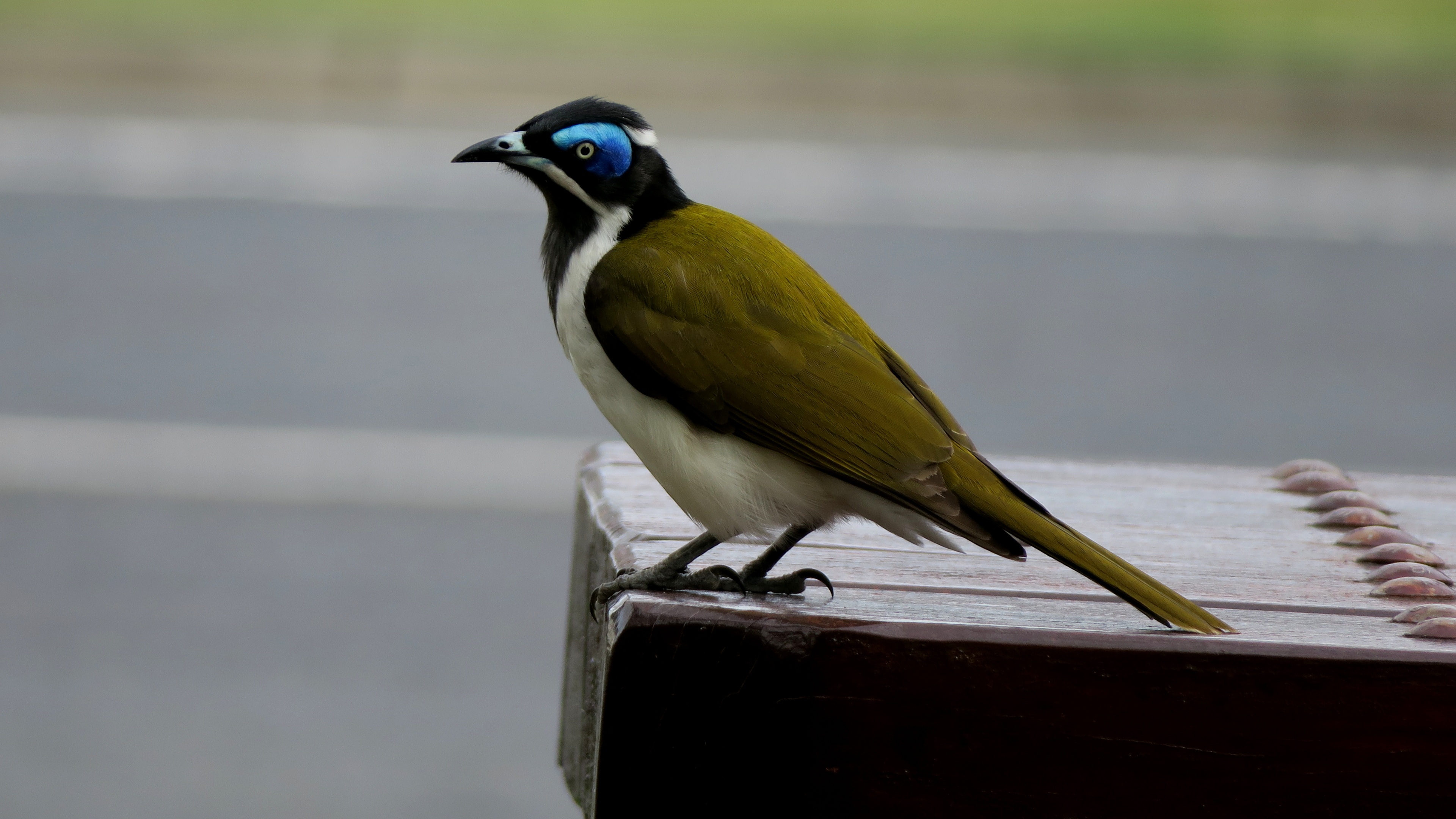 Bird Honeyeater free image download