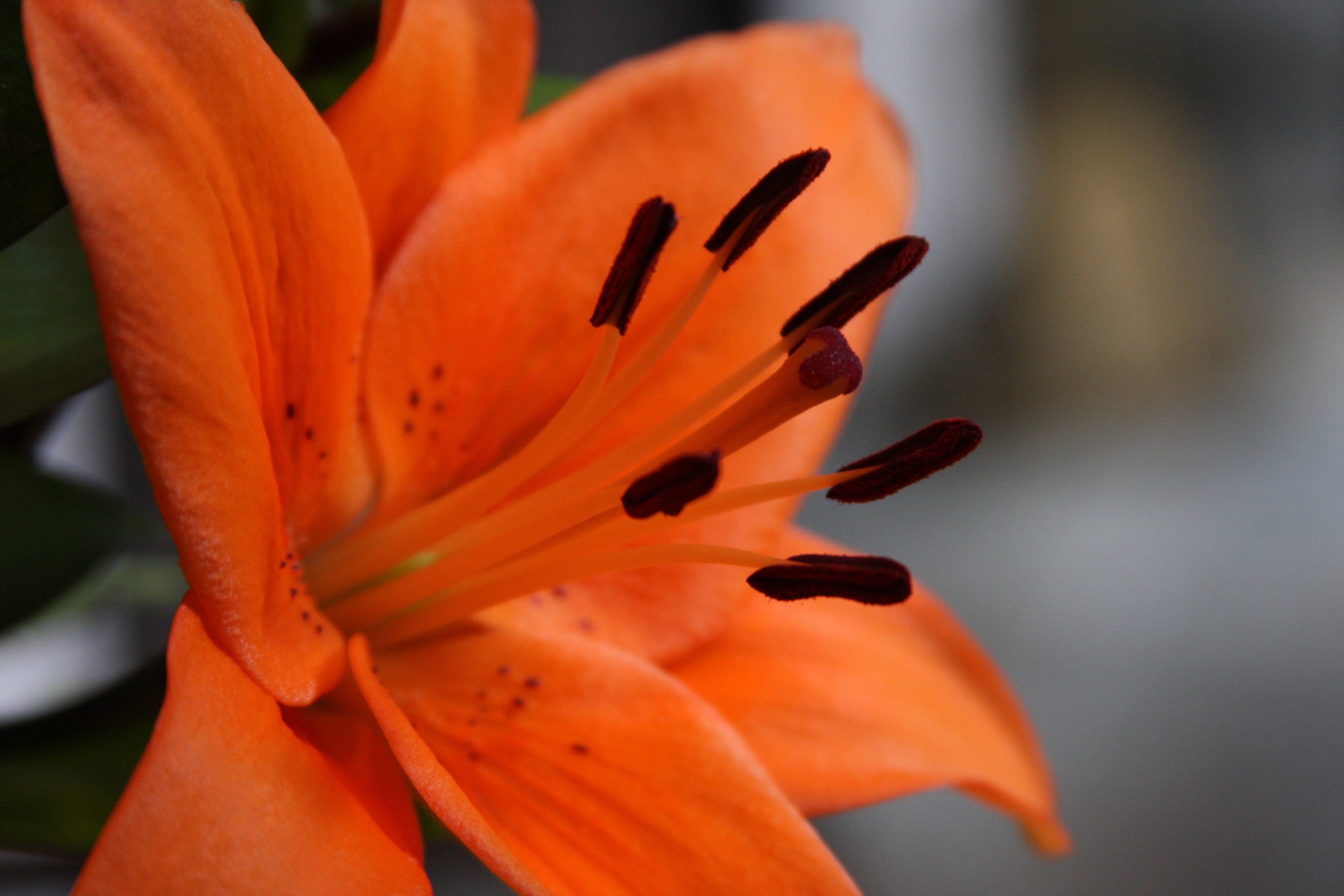 Orange Lily Flower free image download