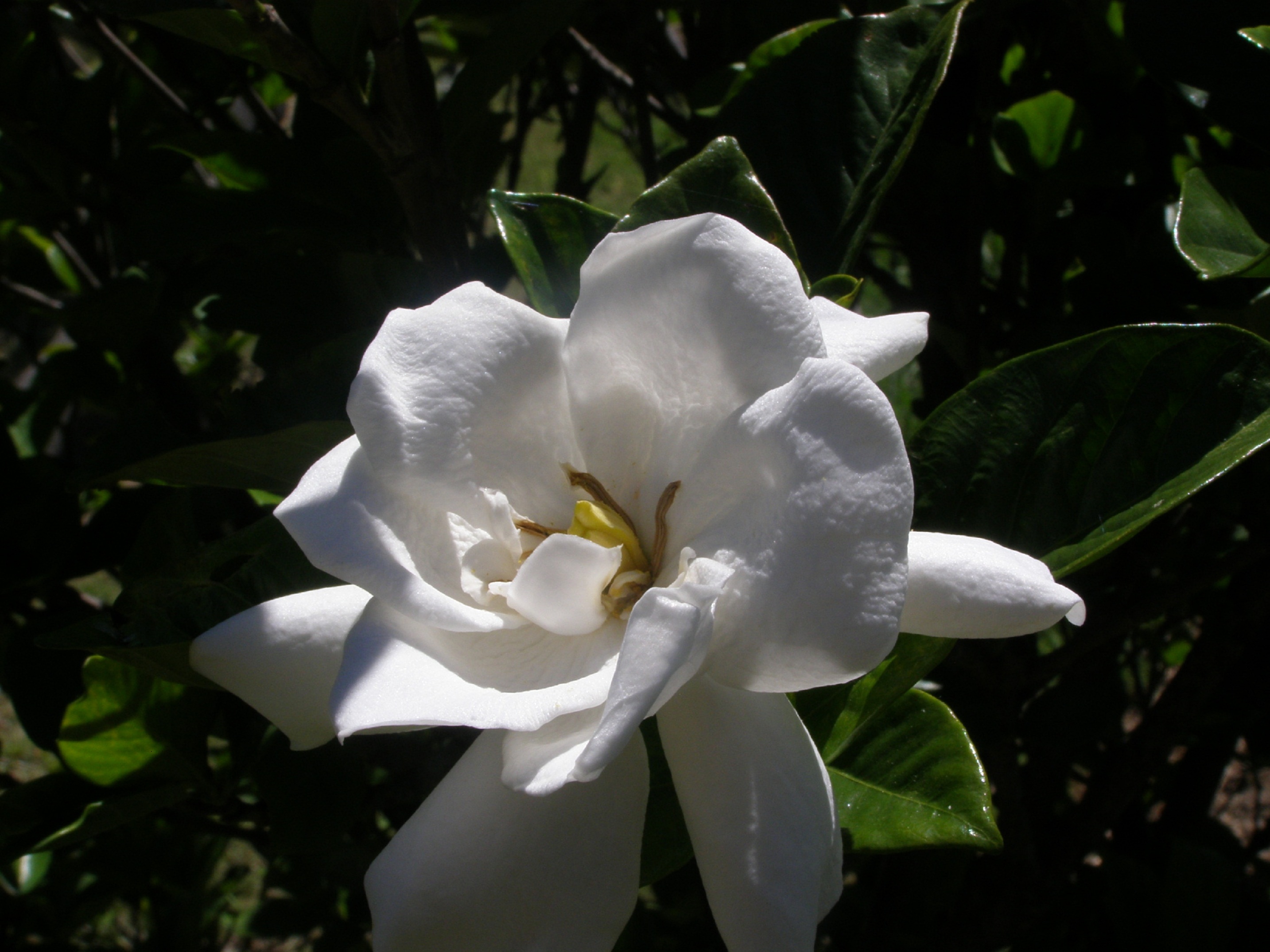 A big white flower in the foliage free image download