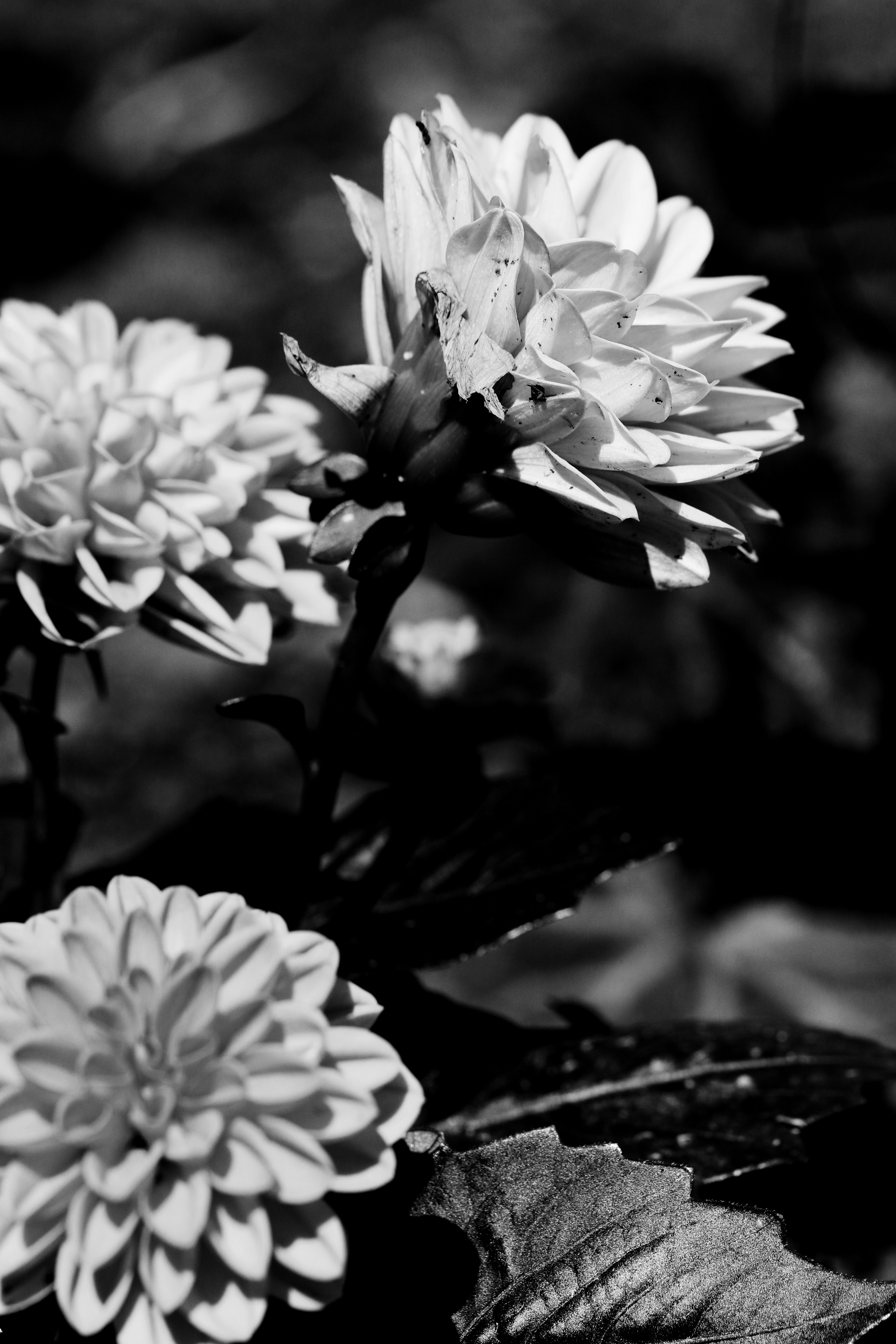 flowers-summer-garden-free-image-download