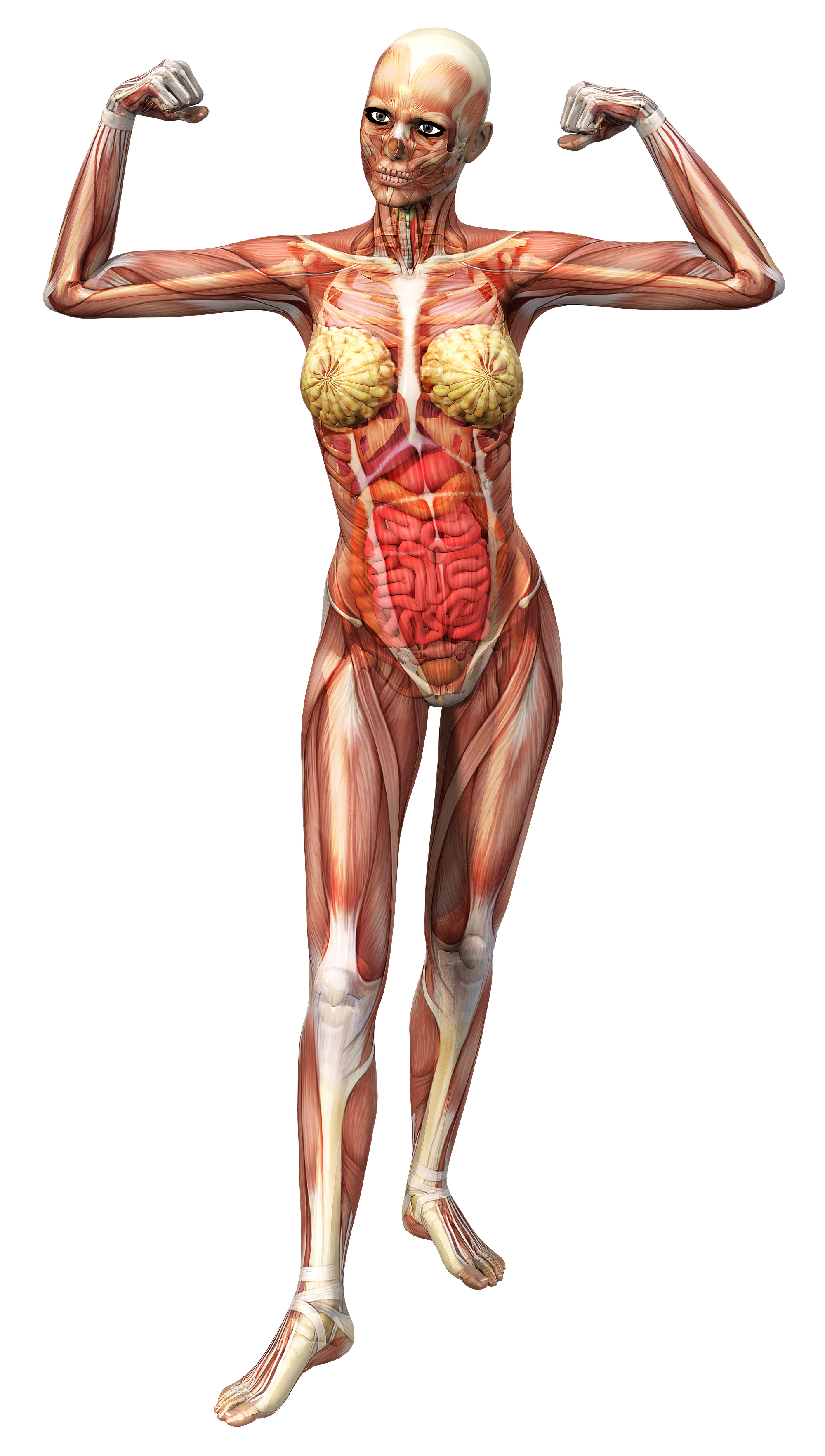 Что такое женский организм. Анатомия скелелет мышцы. Анатомия женского тела. Мышечный скелет женщины. Мышцы женщины.
