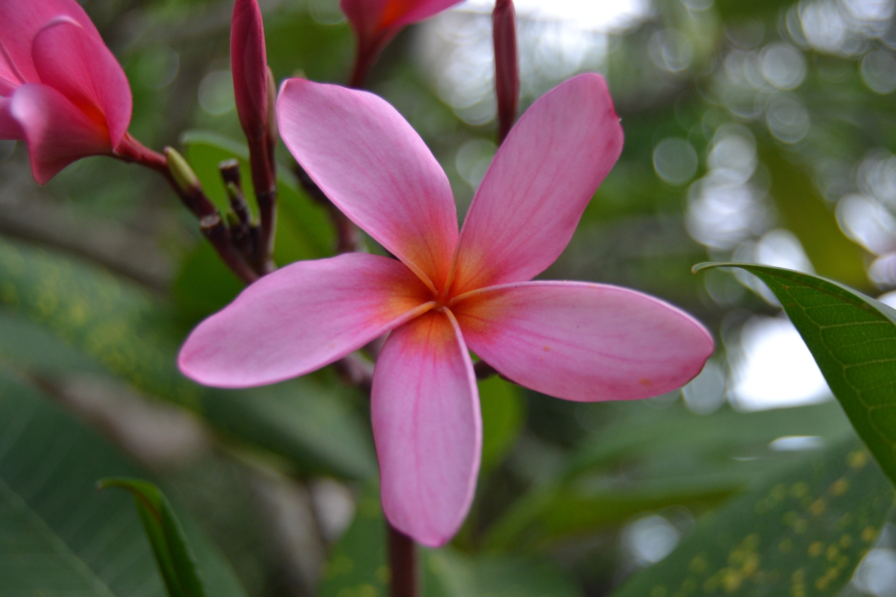 Plumeria Pink Flower free image download