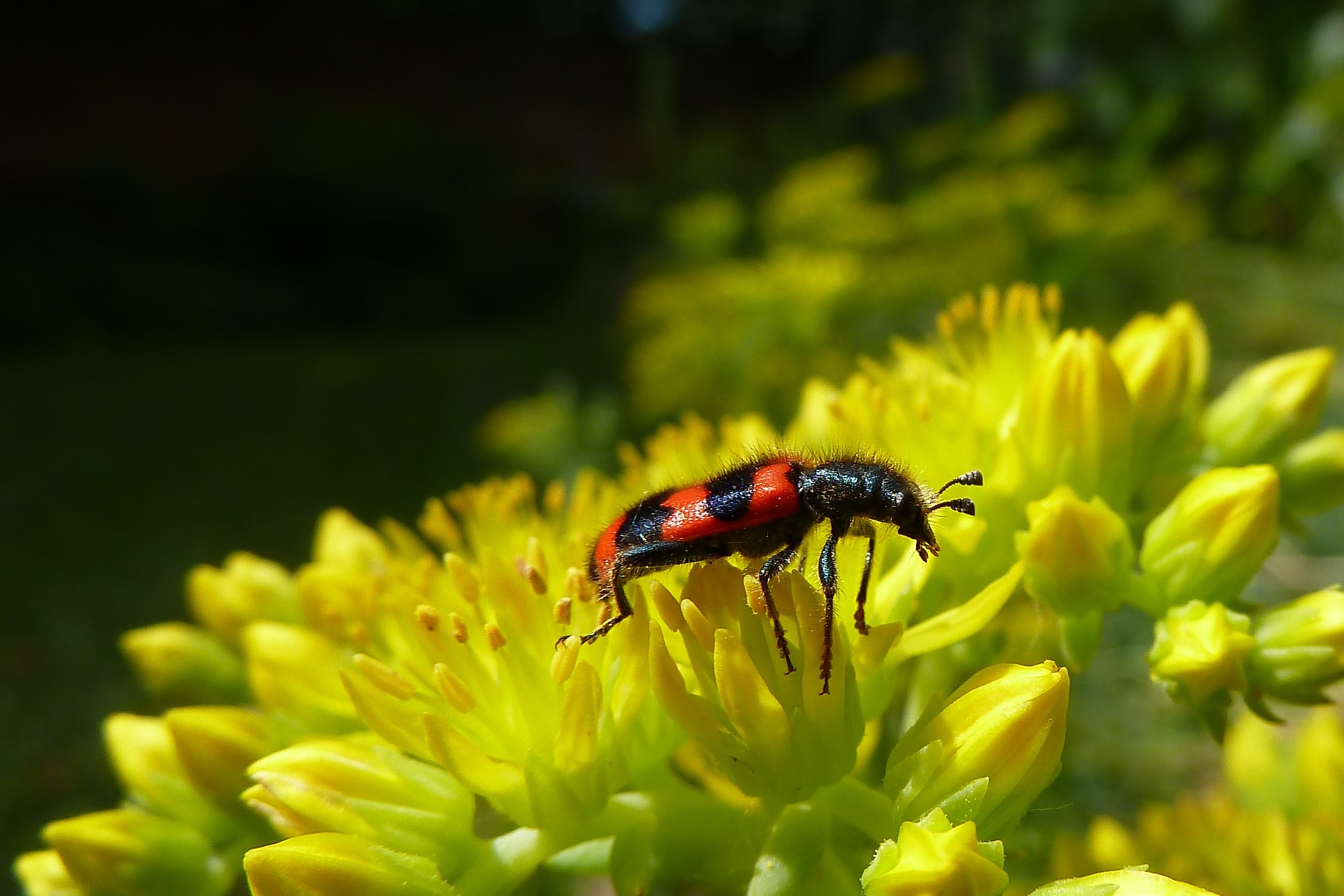 Beetle Striped Nature Close free image download