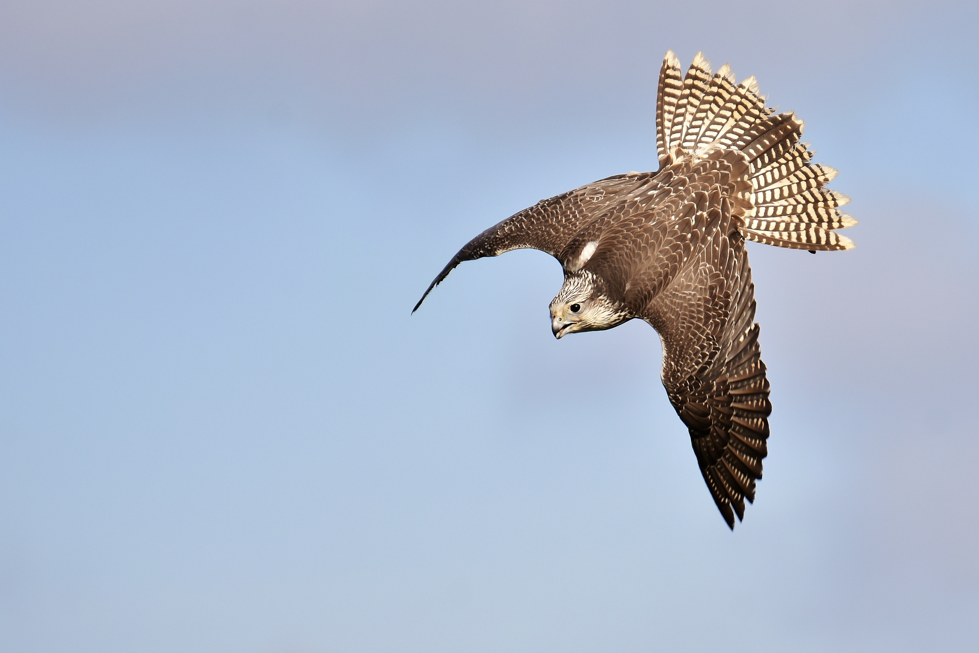 Falcon Bird Of Prey Wild free image download