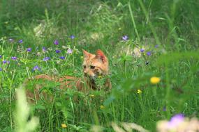 Summer Cat Nature