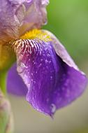 Iris Rain Blossom