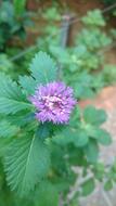 large flower on a bush