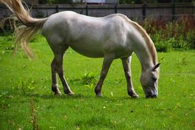 Horse Animal Field