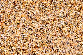 Crushed Seashells on Ocean Beach