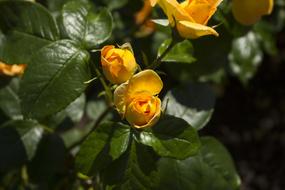 Rose Nature Yellow Garden