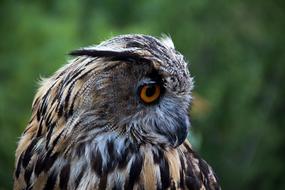 Owl Bird Looking