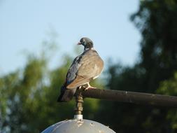 Dove City on Lantern