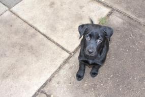 Puppy Adorable Dog Labrador