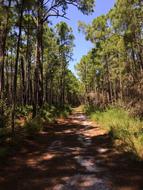 forest road is gorgeous