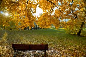 Background Autumn Leaves