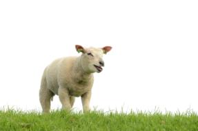 Sheep Meadow Isolated