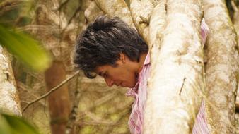 Photos man tress forest