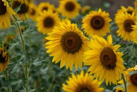 Flower Sunflower Yellow