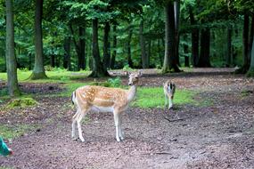 Wild Roe Deer Animals