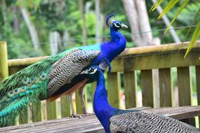 Peacock Zoo Bird