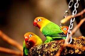 Birds Parrots Colorful