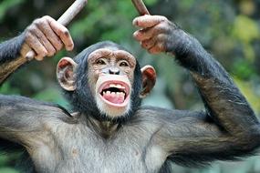 photo of funny monkey with sticks