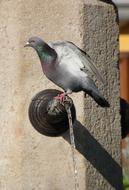 Dove Fountain Bird