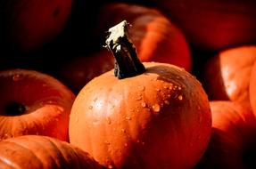 Pumpkin Mini Shadows Water