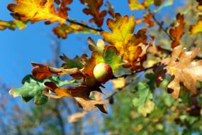 Autumn leaves on a tree in a blue sky