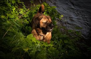 Dog Puggle Water